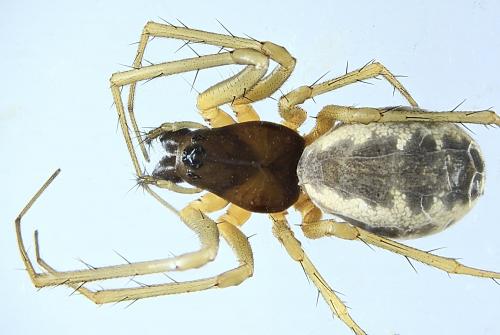 Linyphia hortensis